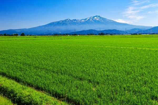 From the Shonai Plain in Yamagata in early summer, the elegant snow-covered Mount Chokai can be seen over the countryside. The view of Mount Chokai from Yusa Town in Yamagata in early summer is a magnificent combination of the green of the countryside and the blue mountain surface colored by the remaining snow.